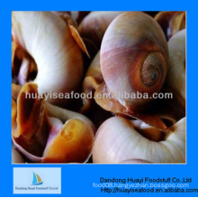 fresh frozen moon snail in shell for sale